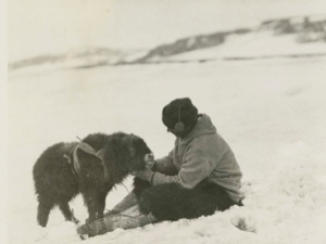 Image of Young musk ox with MacMillan